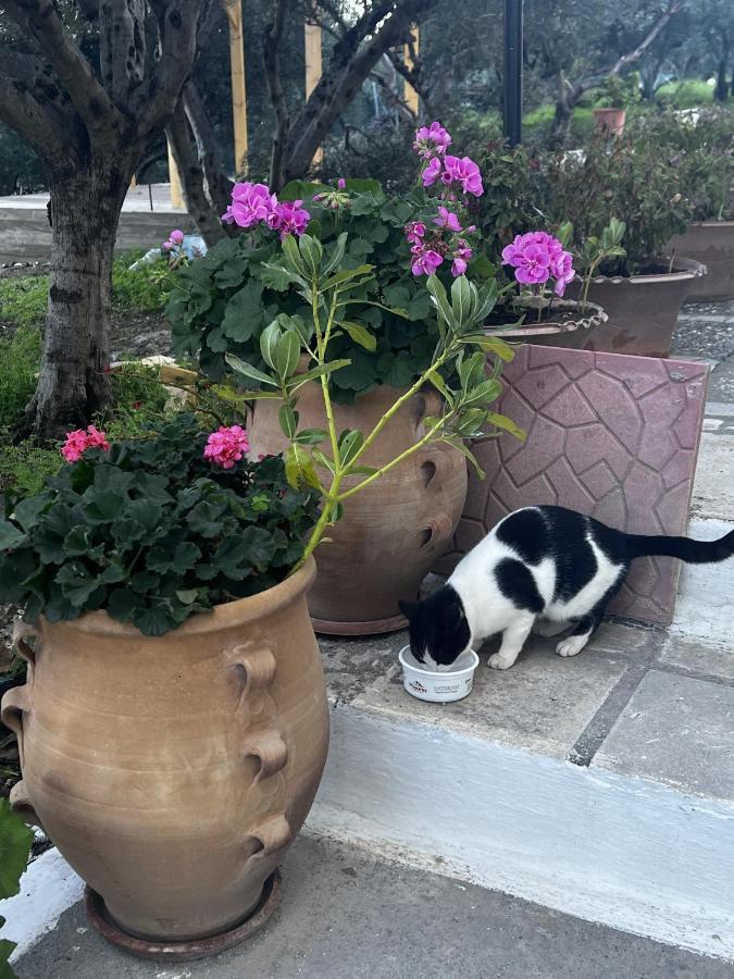 Amoudara  Katerina Charming Place מראה חיצוני תמונה